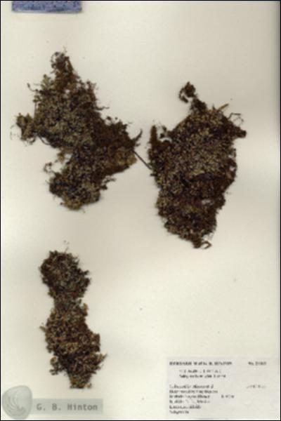 URN_catalog_HBHinton_herbarium_21183.jpg.jpg