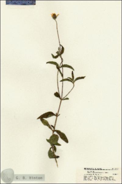 URN_catalog_HBHinton_herbarium_21256.jpg.jpg