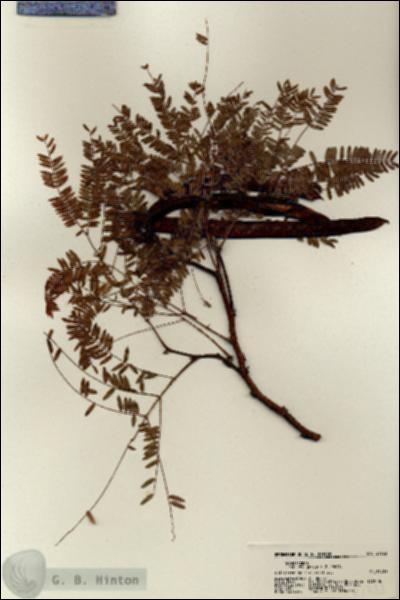 URN_catalog_HBHinton_herbarium_21733.jpg.jpg