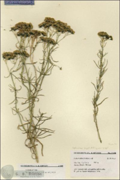 URN_catalog_HBHinton_herbarium_27508.jpg.jpg