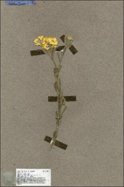 URN_catalog_HBHinton_herbarium_19304.jpg.jpg