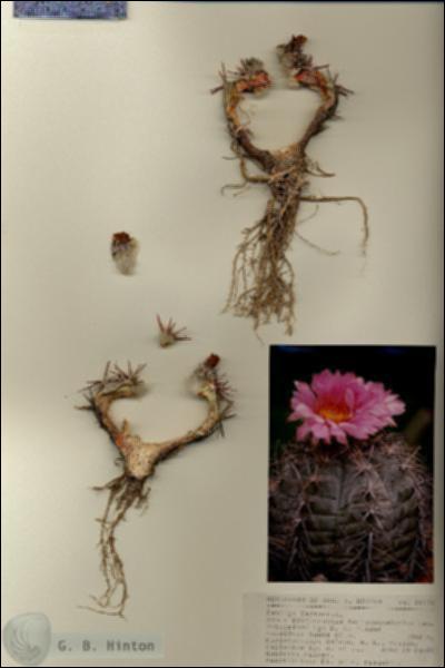 URN_catalog_HBHinton_herbarium_18178.jpg.jpg