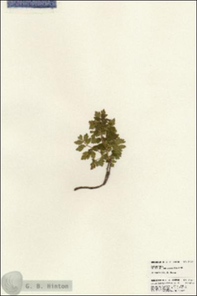 URN_catalog_HBHinton_herbarium_24251.jpg.jpg