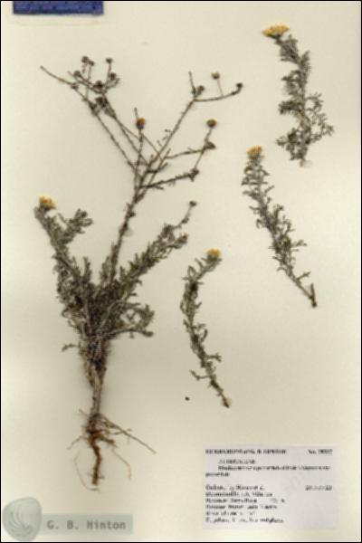 URN_catalog_HBHinton_herbarium_28337.jpg.jpg