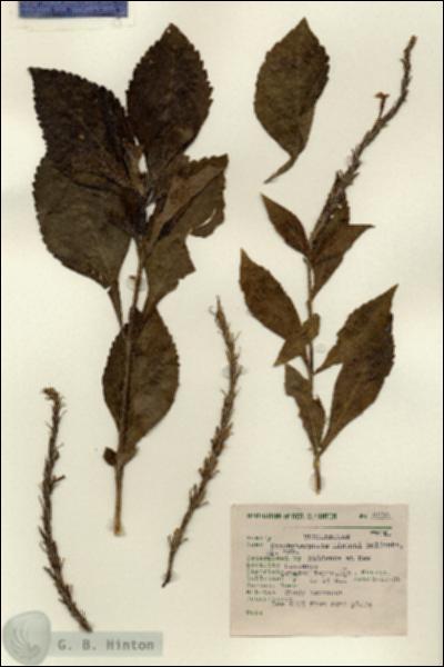 URN_catalog_HBHinton_herbarium_8236.jpg.jpg