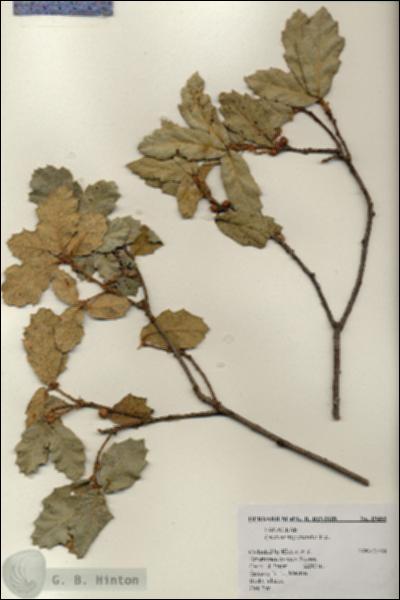 URN_catalog_HBHinton_herbarium_19460.jpg.jpg