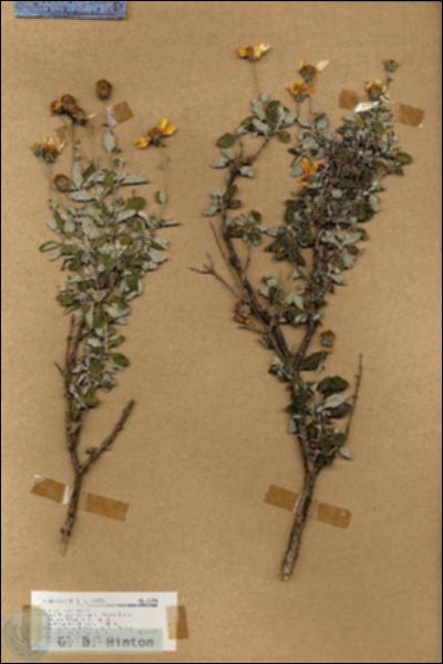 URN_catalog_HBHinton_herbarium_18094.jpg.jpg