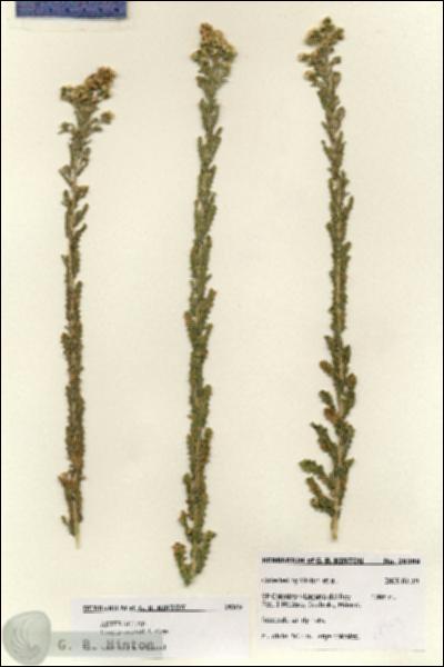 URN_catalog_HBHinton_herbarium_28369.jpg.jpg