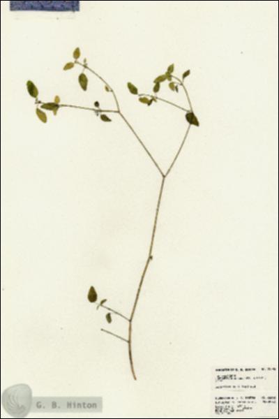 URN_catalog_HBHinton_herbarium_23392.jpg.jpg