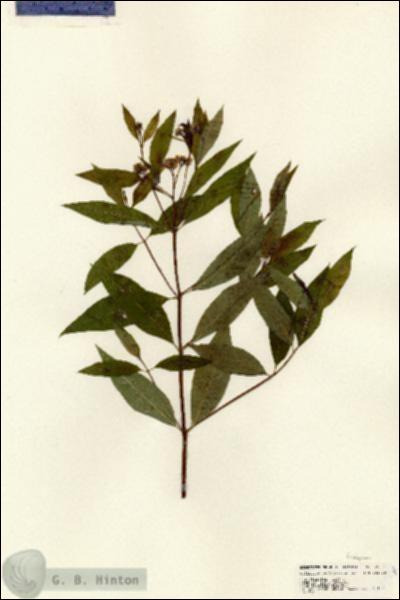 URN_catalog_HBHinton_herbarium_25264.jpg.jpg