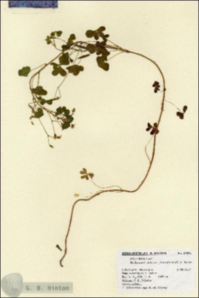 URN_catalog_HBHinton_herbarium_27576.jpg.jpg
