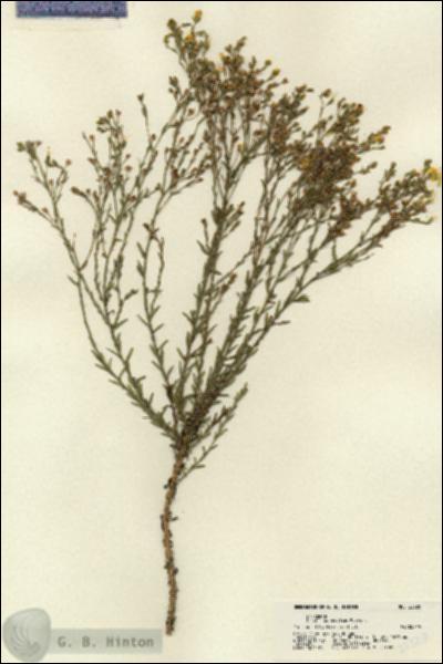 URN_catalog_HBHinton_herbarium_22320.jpg.jpg