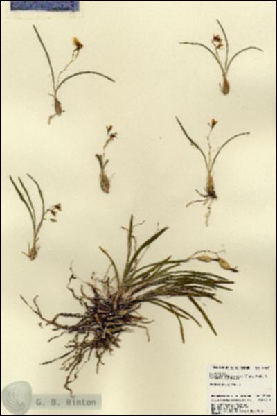 URN_catalog_HBHinton_herbarium_22634.jpg.jpg