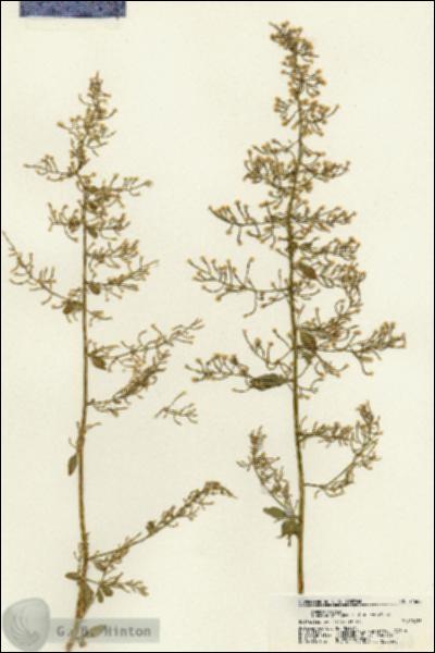URN_catalog_HBHinton_herbarium_21660.jpg.jpg