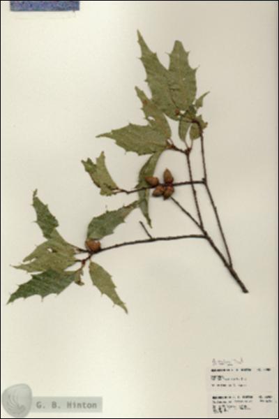 URN_catalog_HBHinton_herbarium_22989.jpg.jpg