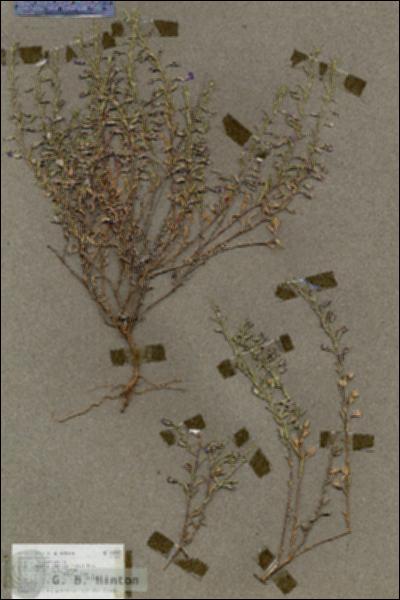 URN_catalog_HBHinton_herbarium_18595.jpg.jpg