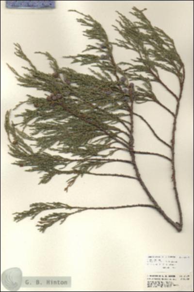URN_catalog_HBHinton_herbarium_24579.jpg.jpg