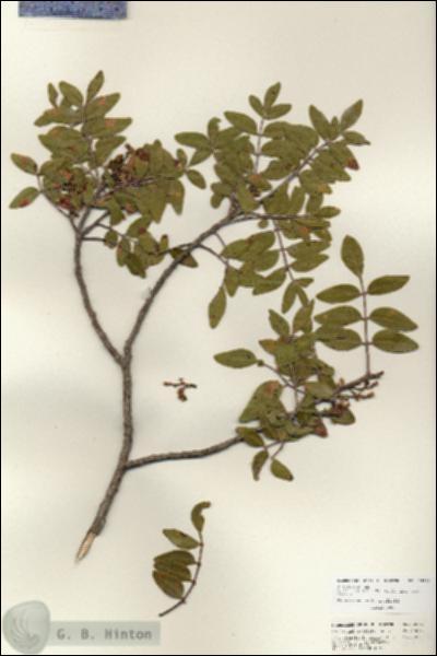 URN_catalog_HBHinton_herbarium_25707.jpg.jpg