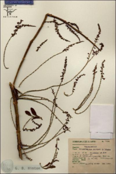 URN_catalog_HBHinton_herbarium_7514.jpg.jpg