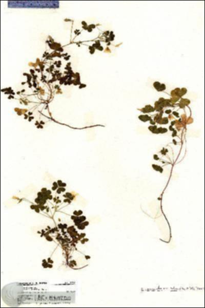 URN_catalog_HBHinton_herbarium_19910.jpg.jpg