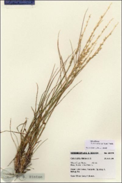 URN_catalog_HBHinton_herbarium_28378.jpg.jpg