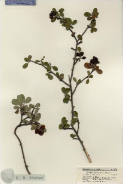 URN_catalog_HBHinton_herbarium_21746.jpg.jpg