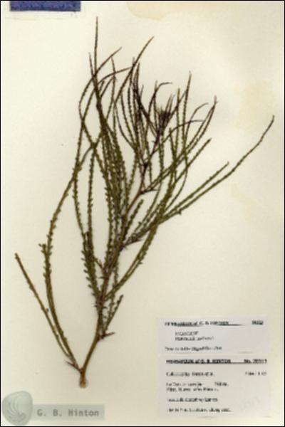 URN_catalog_HBHinton_herbarium_28313.jpg.jpg