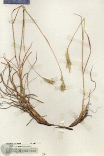 URN_catalog_HBHinton_herbarium_19889.jpg.jpg