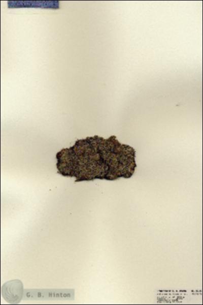 URN_catalog_HBHinton_herbarium_22592.jpg.jpg