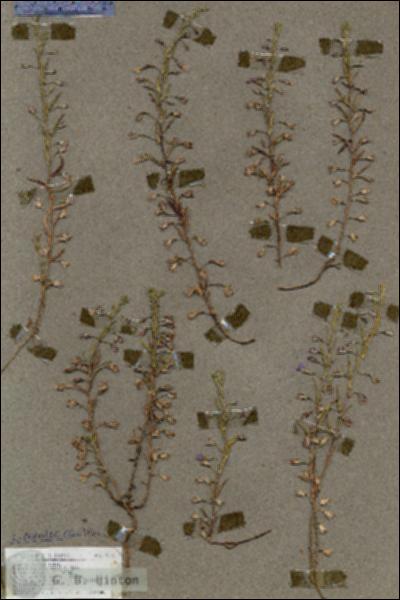URN_catalog_HBHinton_herbarium_19015.jpg.jpg