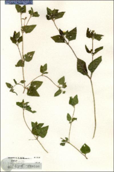 URN_catalog_HBHinton_herbarium_20522.jpg.jpg
