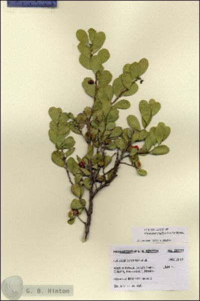 URN_catalog_HBHinton_herbarium_28743.jpg.jpg
