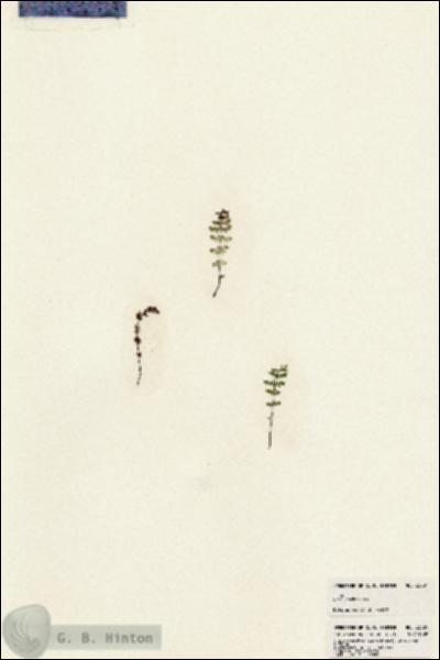 URN_catalog_HBHinton_herbarium_23881.jpg.jpg