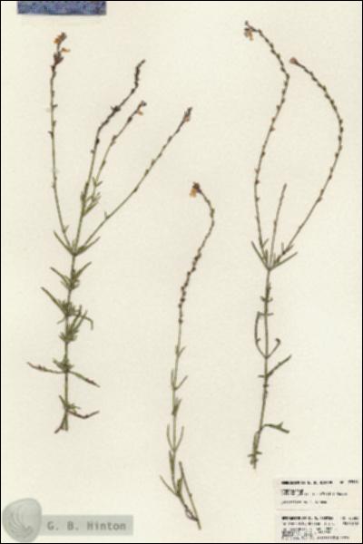 URN_catalog_HBHinton_herbarium_23586.jpg.jpg