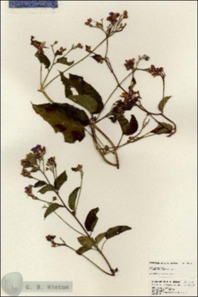 URN_catalog_HBHinton_herbarium_25148.jpg.jpg