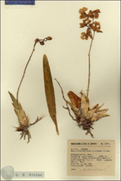 URN_catalog_HBHinton_herbarium_3821.jpg.jpg