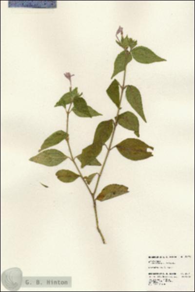 URN_catalog_HBHinton_herbarium_24291.jpg.jpg
