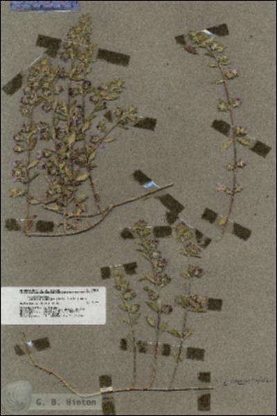 URN_catalog_HBHinton_herbarium_19811.jpg.jpg