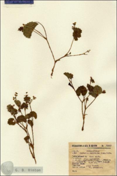 URN_catalog_HBHinton_herbarium_13881.jpg.jpg