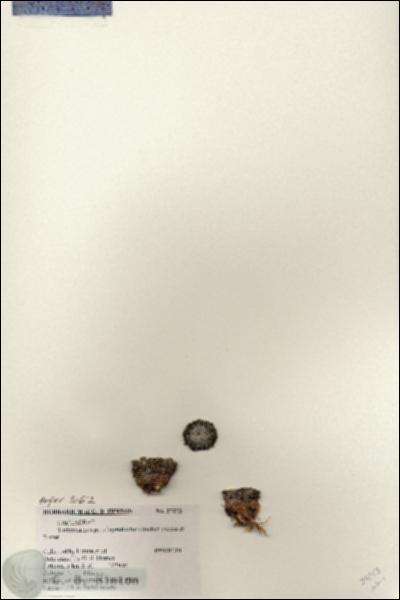 URN_catalog_HBHinton_herbarium_27173.jpg.jpg