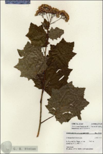 URN_catalog_HBHinton_herbarium_27232.jpg.jpg