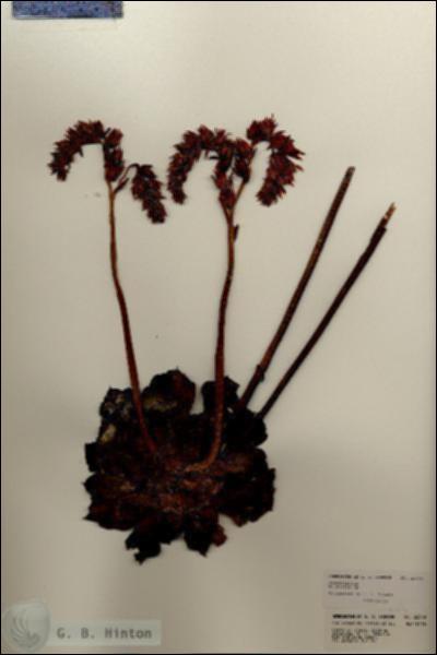 URN_catalog_HBHinton_herbarium_22549.jpg.jpg