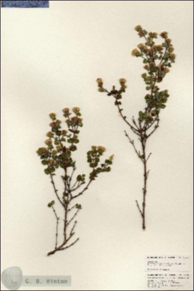 URN_catalog_HBHinton_herbarium_24938.jpg.jpg