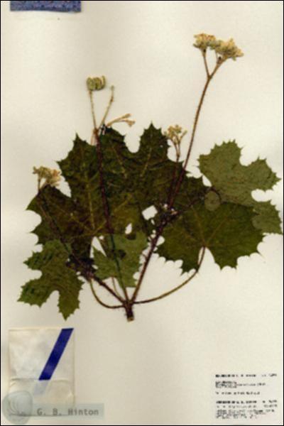 URN_catalog_HBHinton_herbarium_24273.jpg.jpg