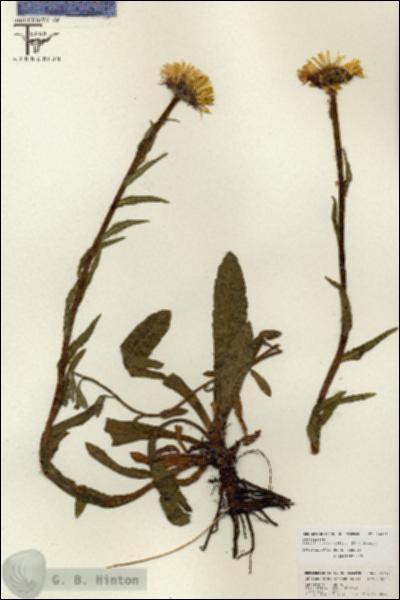 URN_catalog_HBHinton_herbarium_26798.jpg.jpg