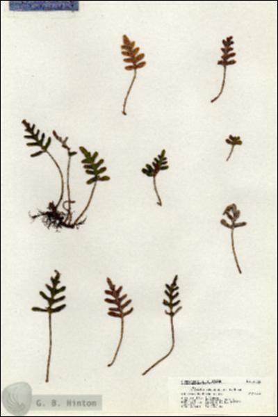 URN_catalog_HBHinton_herbarium_21128.jpg.jpg
