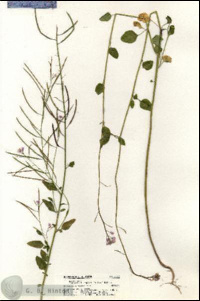 URN_catalog_HBHinton_herbarium_20812.jpg.jpg