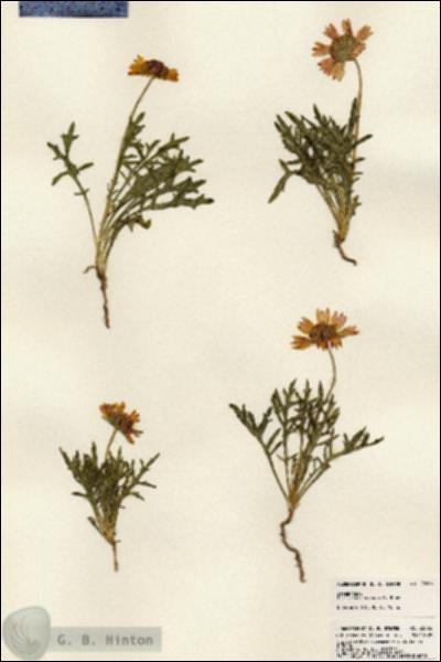 URN_catalog_HBHinton_herbarium_23866.jpg.jpg