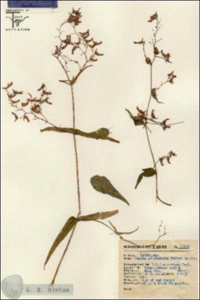 URN_catalog_HBHinton_herbarium_11157.jpg.jpg