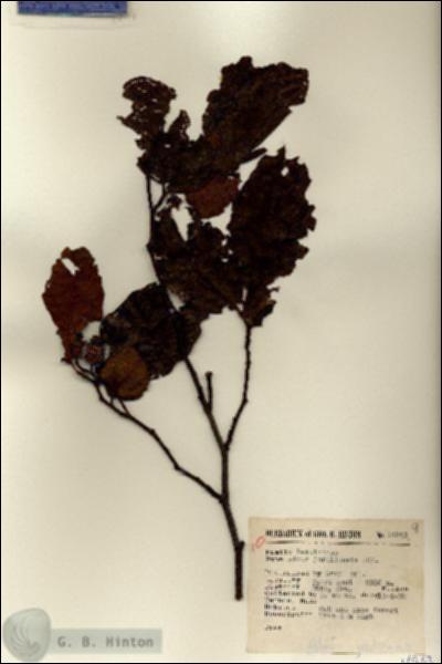 URN_catalog_HBHinton_herbarium_14943.jpg.jpg